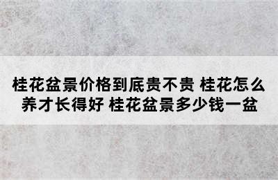 桂花盆景价格到底贵不贵 桂花怎么养才长得好 桂花盆景多少钱一盆